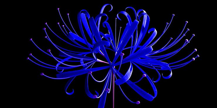 blue spider lily