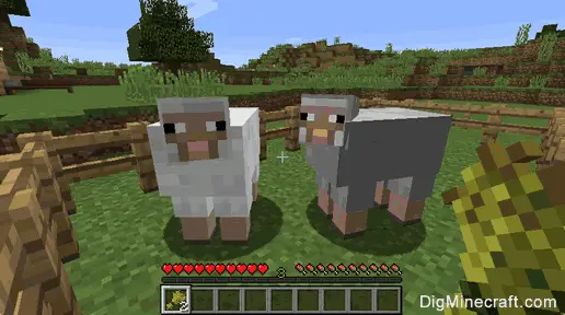 minecraft sheep