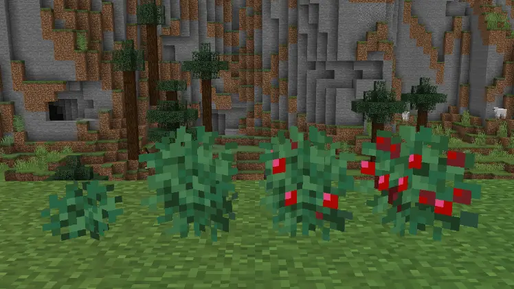 sweet berries minecraft 1