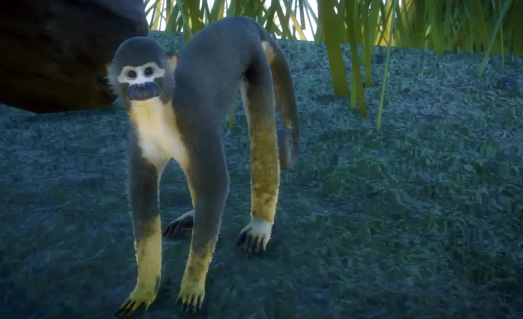 New Species Ecuadorian Squirrel Monkey