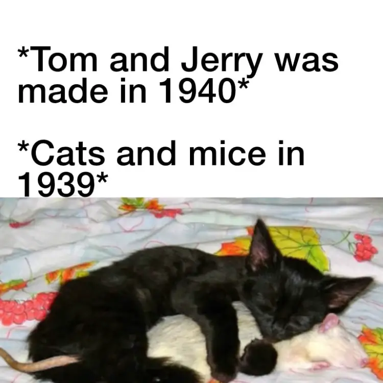 013 tom and jerry meme