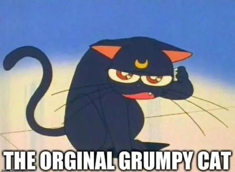 078 sailor moon grumpy cat meme 1