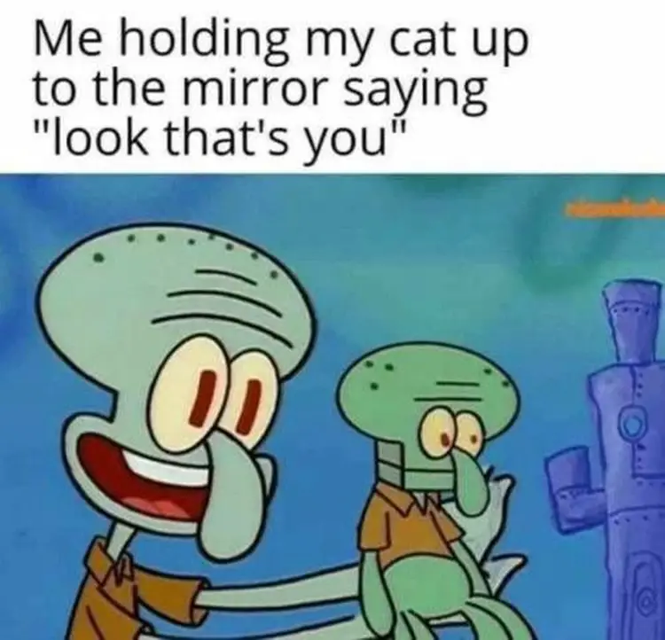 098 squidward holding cat to mirror meme